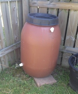 My rain barrel.